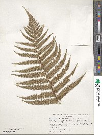 Dryopteris wallichiana subsp. wallichiana image