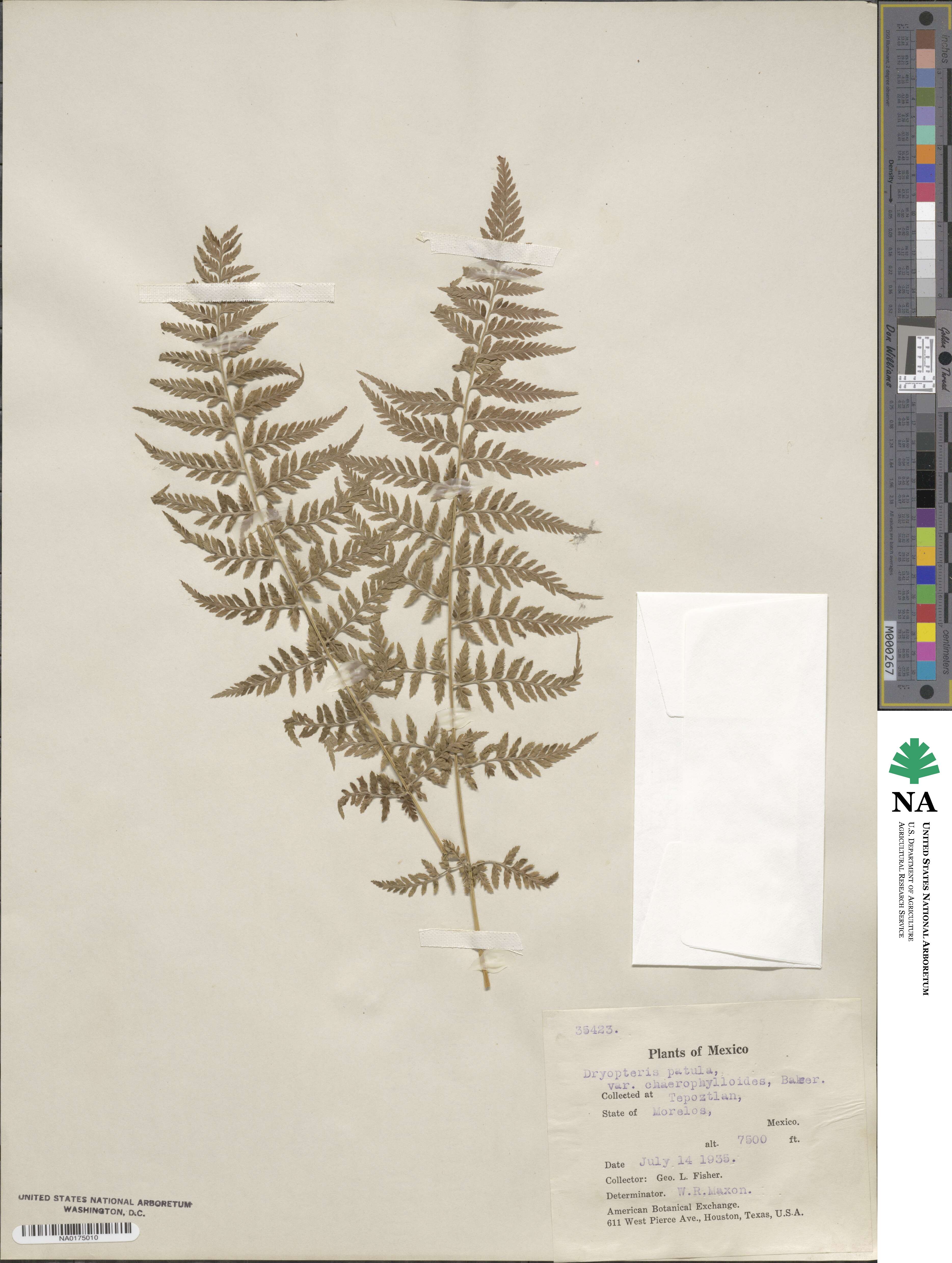 Dryopteris patula image