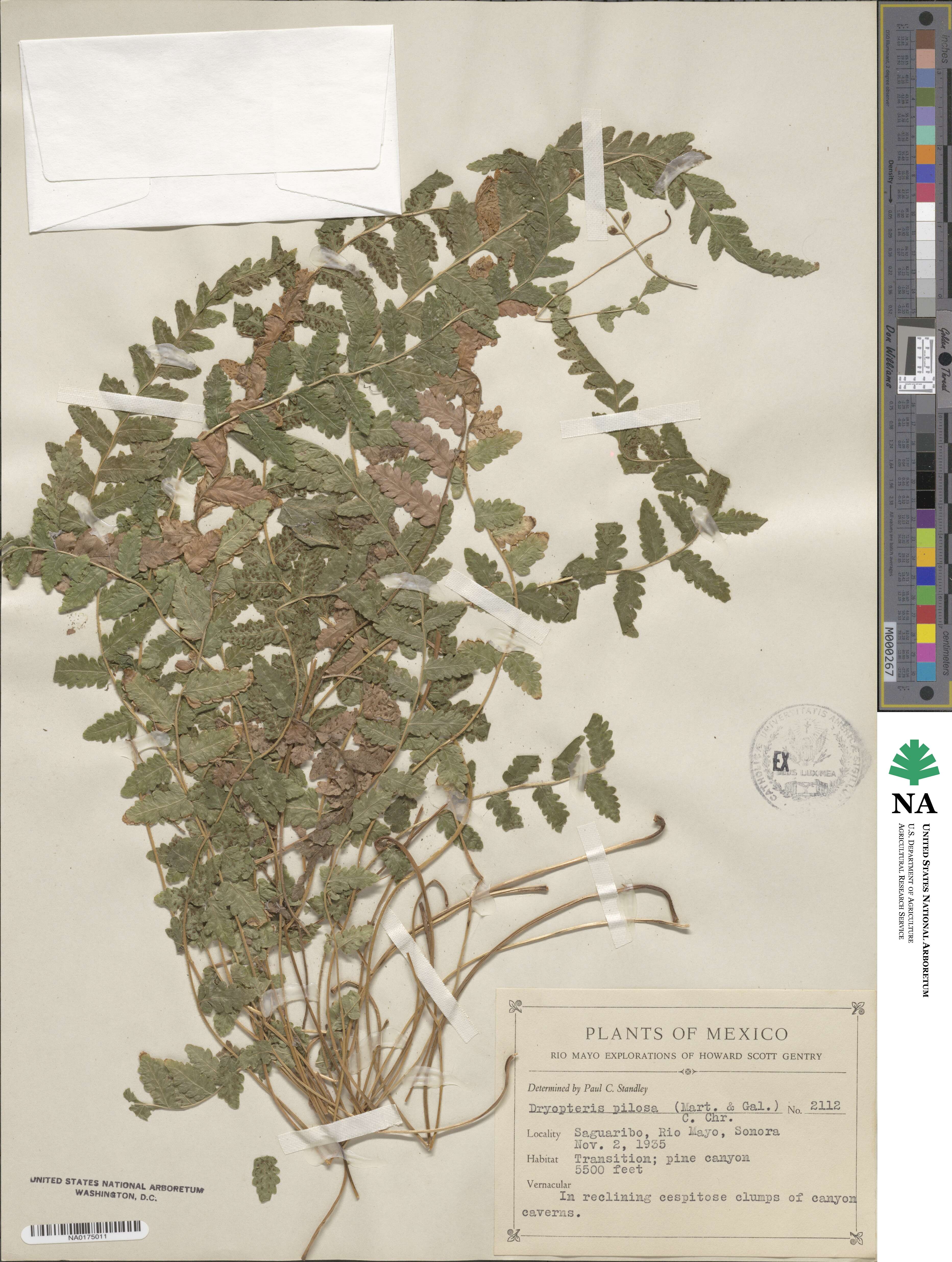 Leptogramma pilosa image