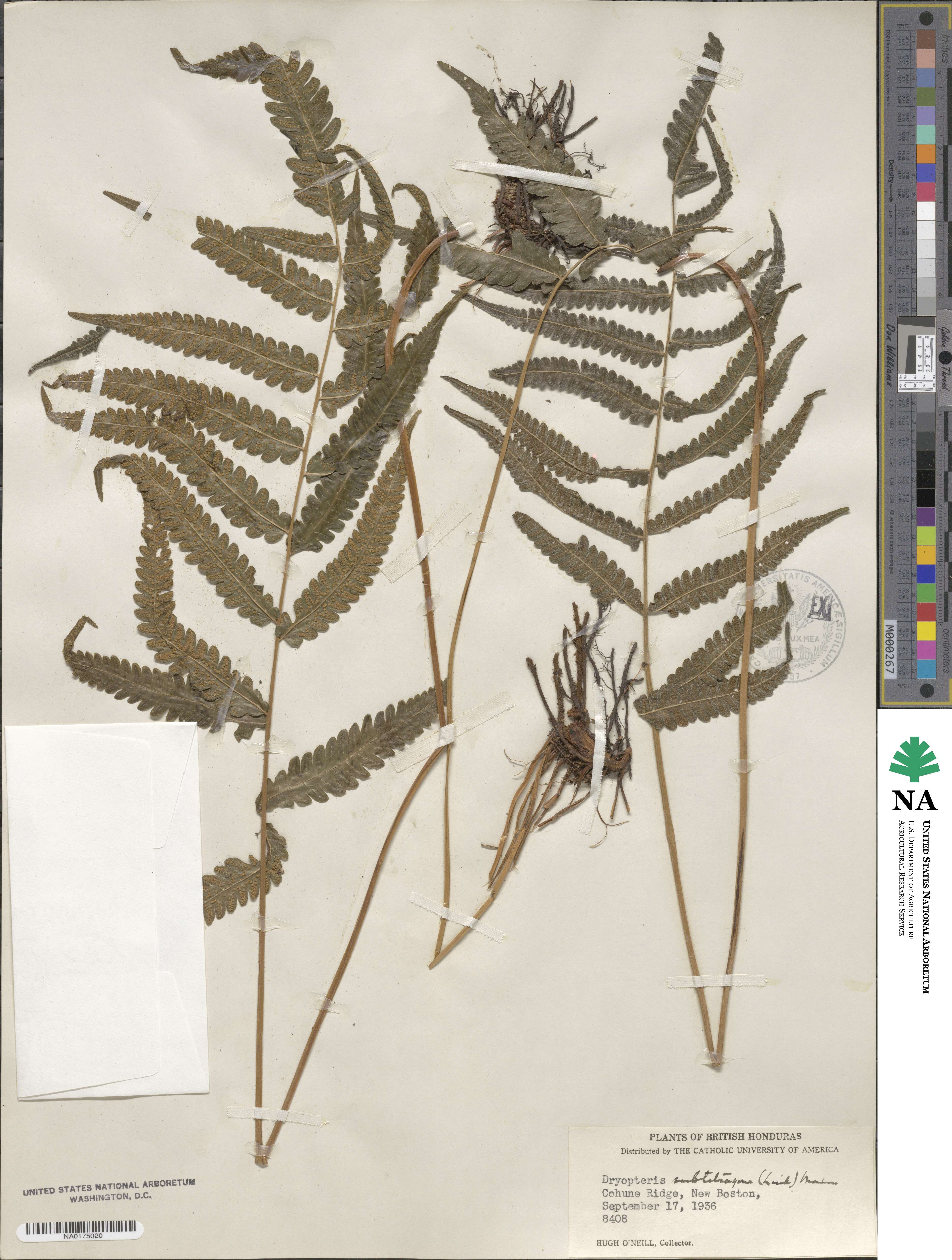 Goniopteris tetragona image