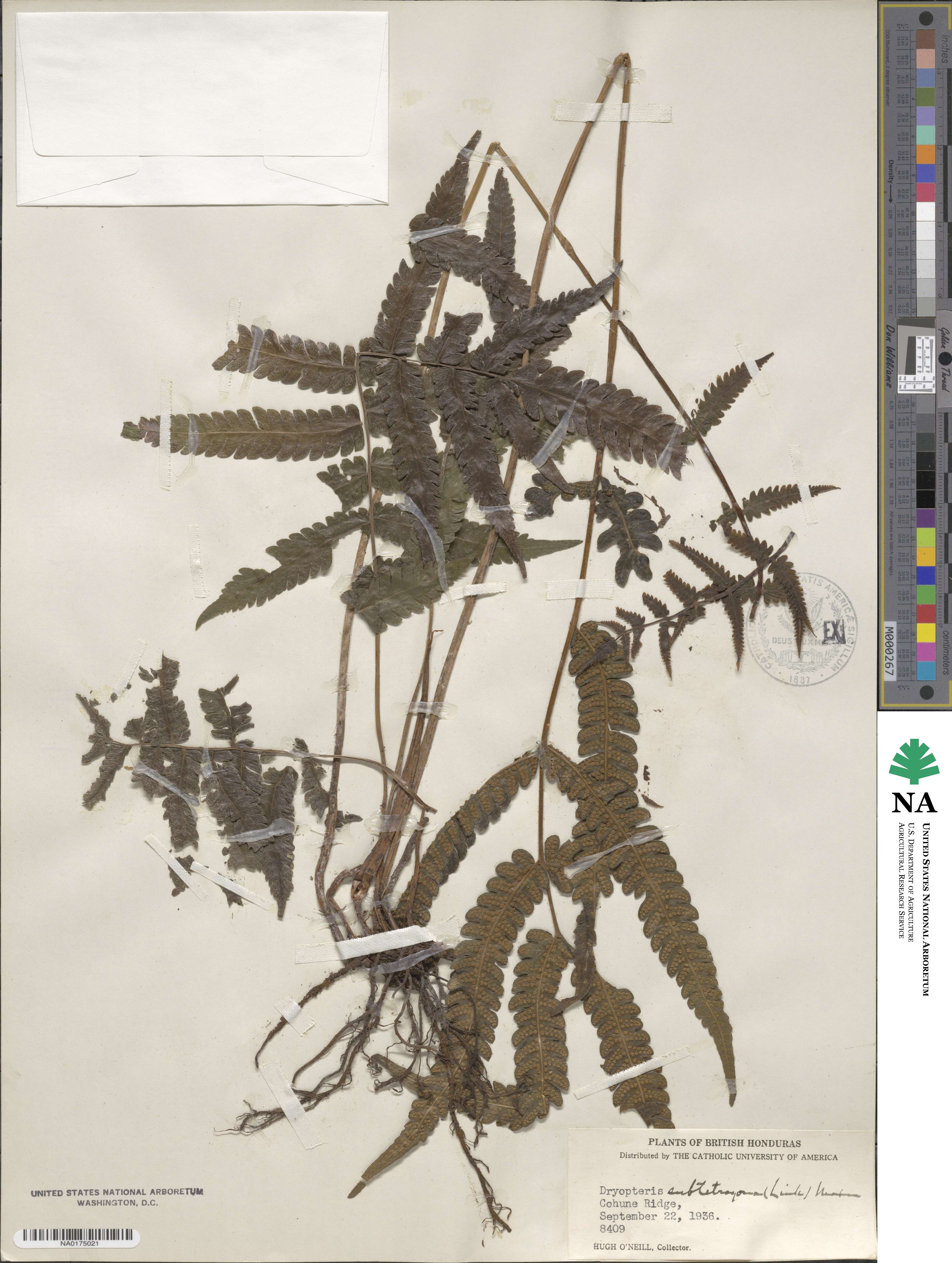 Goniopteris tetragona image