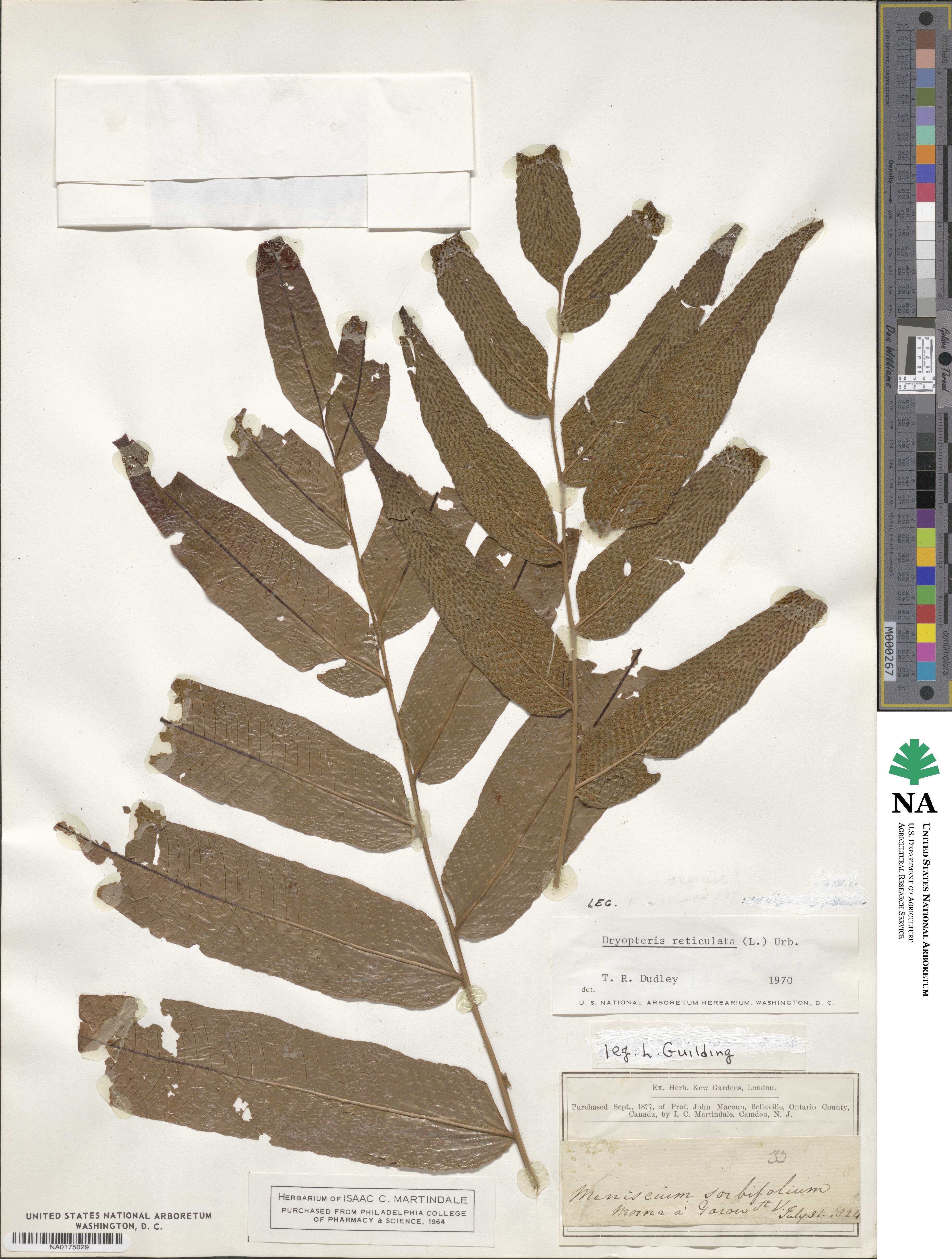 Meniscium reticulatum image