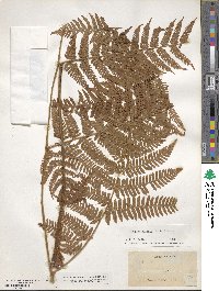 Ctenitis sloanei image