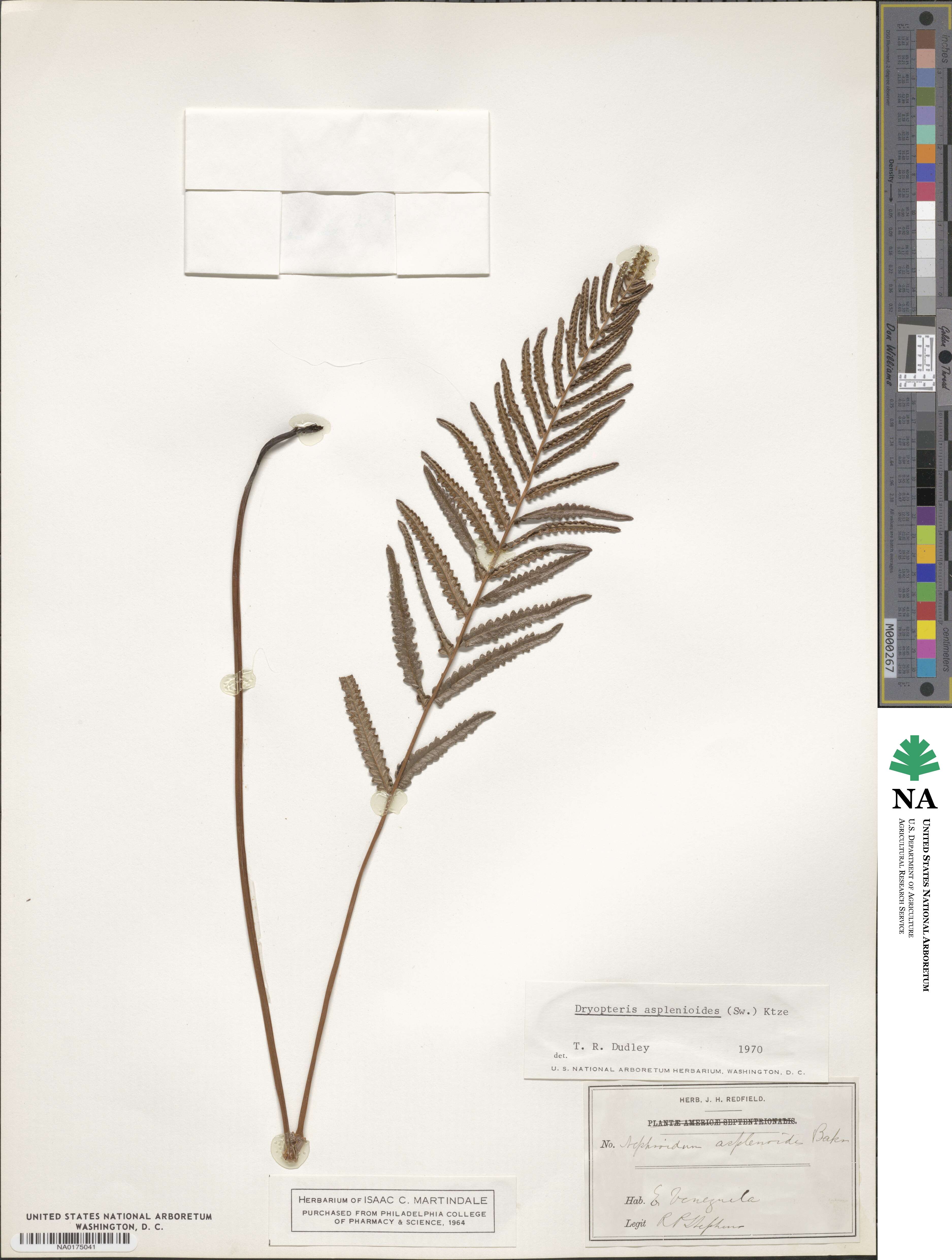 Goniopteris retroflexa image