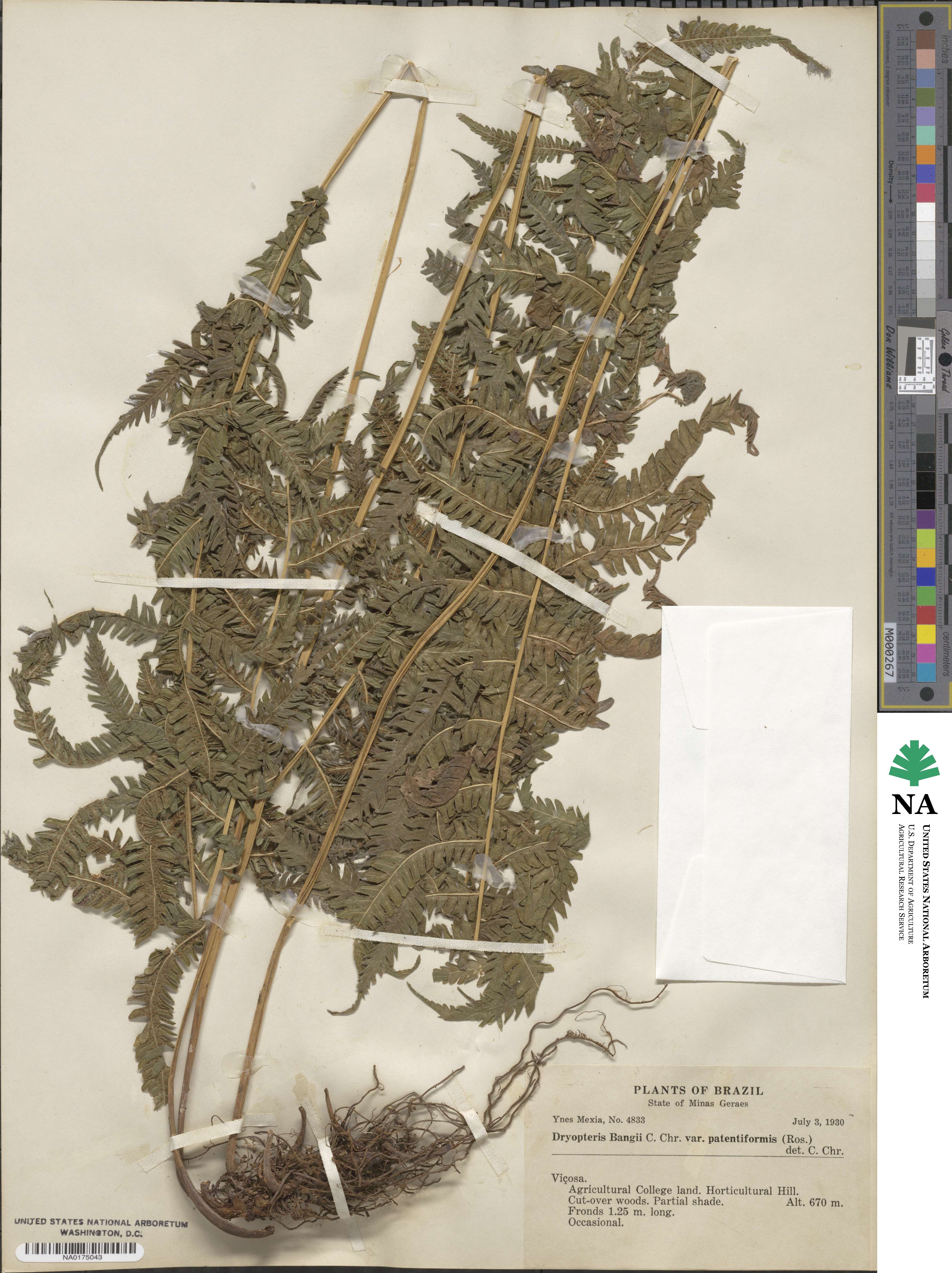 Christella conspersa image