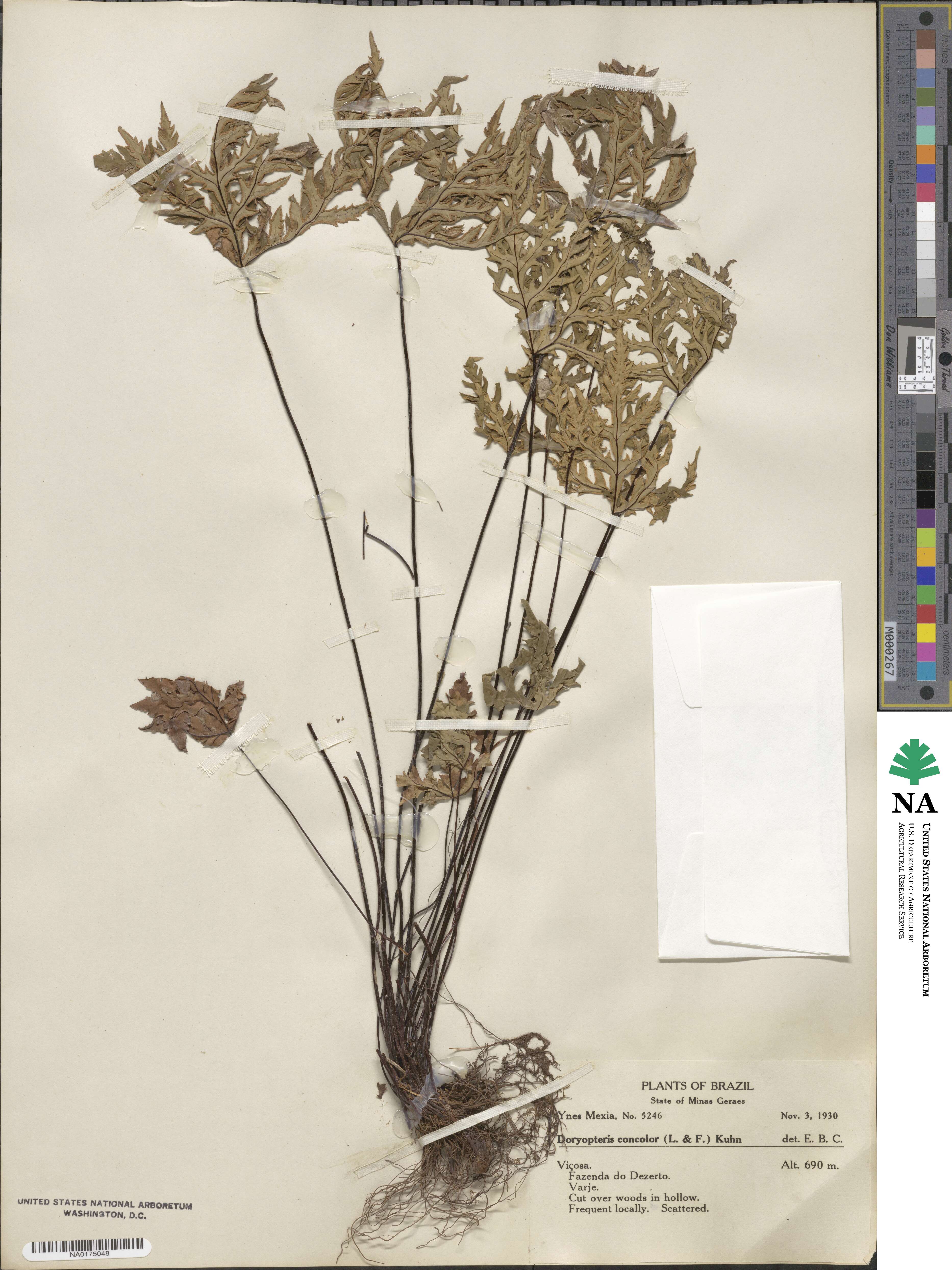 Doryopteris concolor image