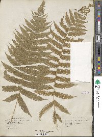 Christella dentata image