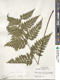 Parapolystichum effusum image