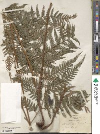 Parapolystichum effusum var. divergens image