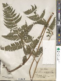 Parapolystichum effusum image