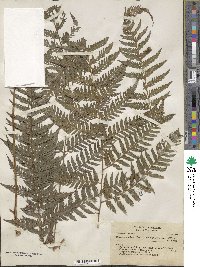 Parapolystichum effusum var. divergens image