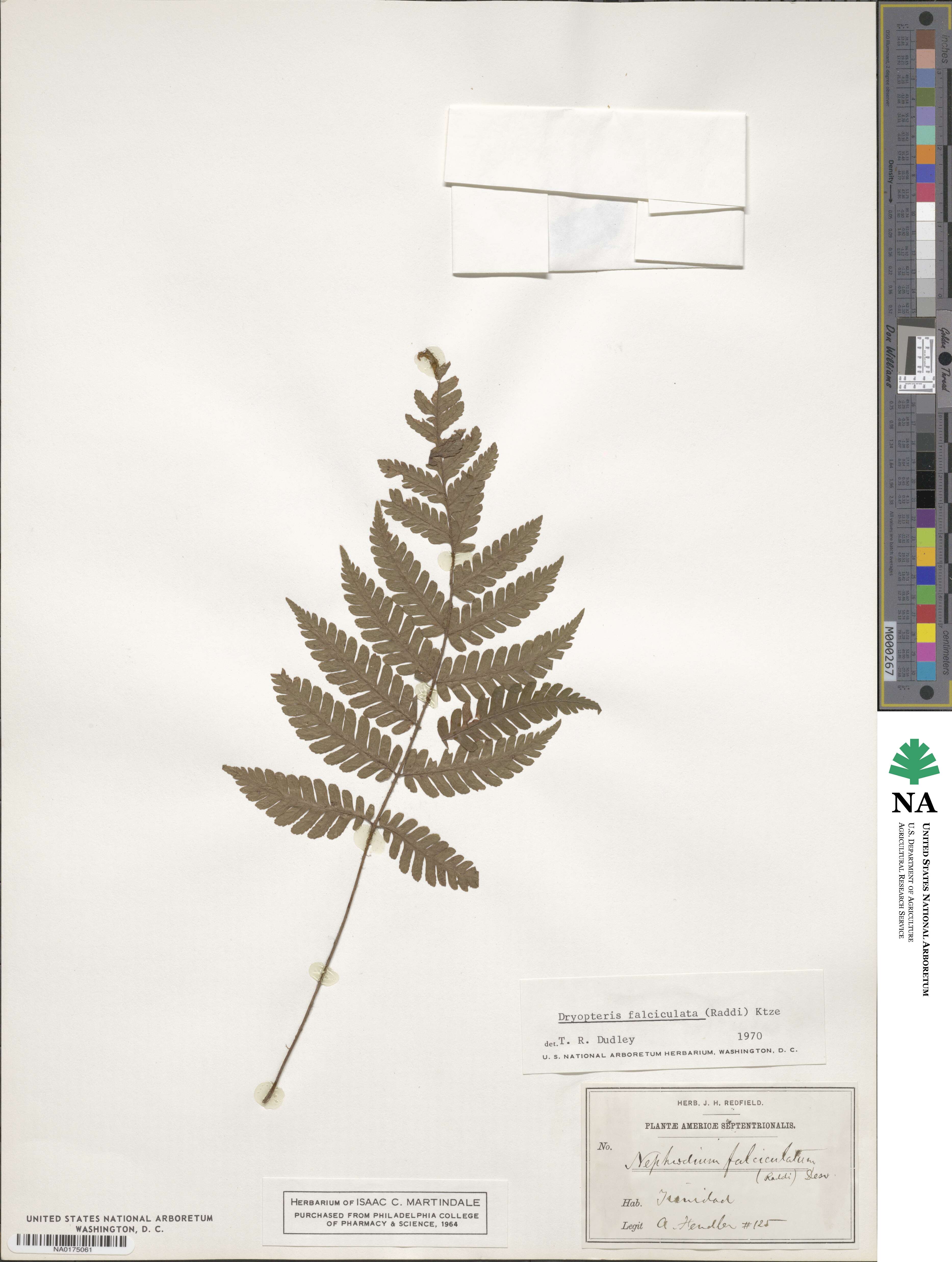 Coryphopteris fasciculata image