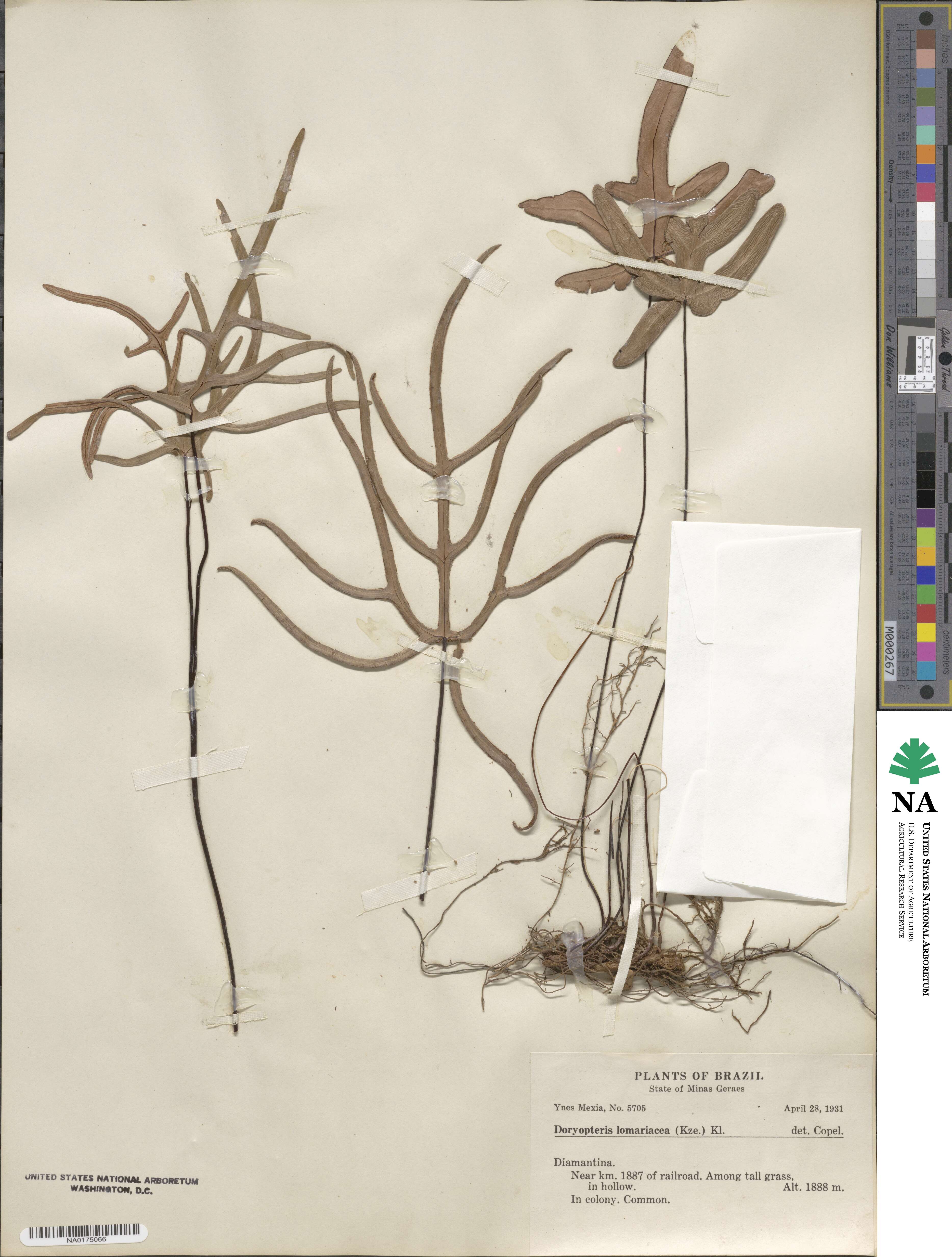 Doryopteris lomariacea image