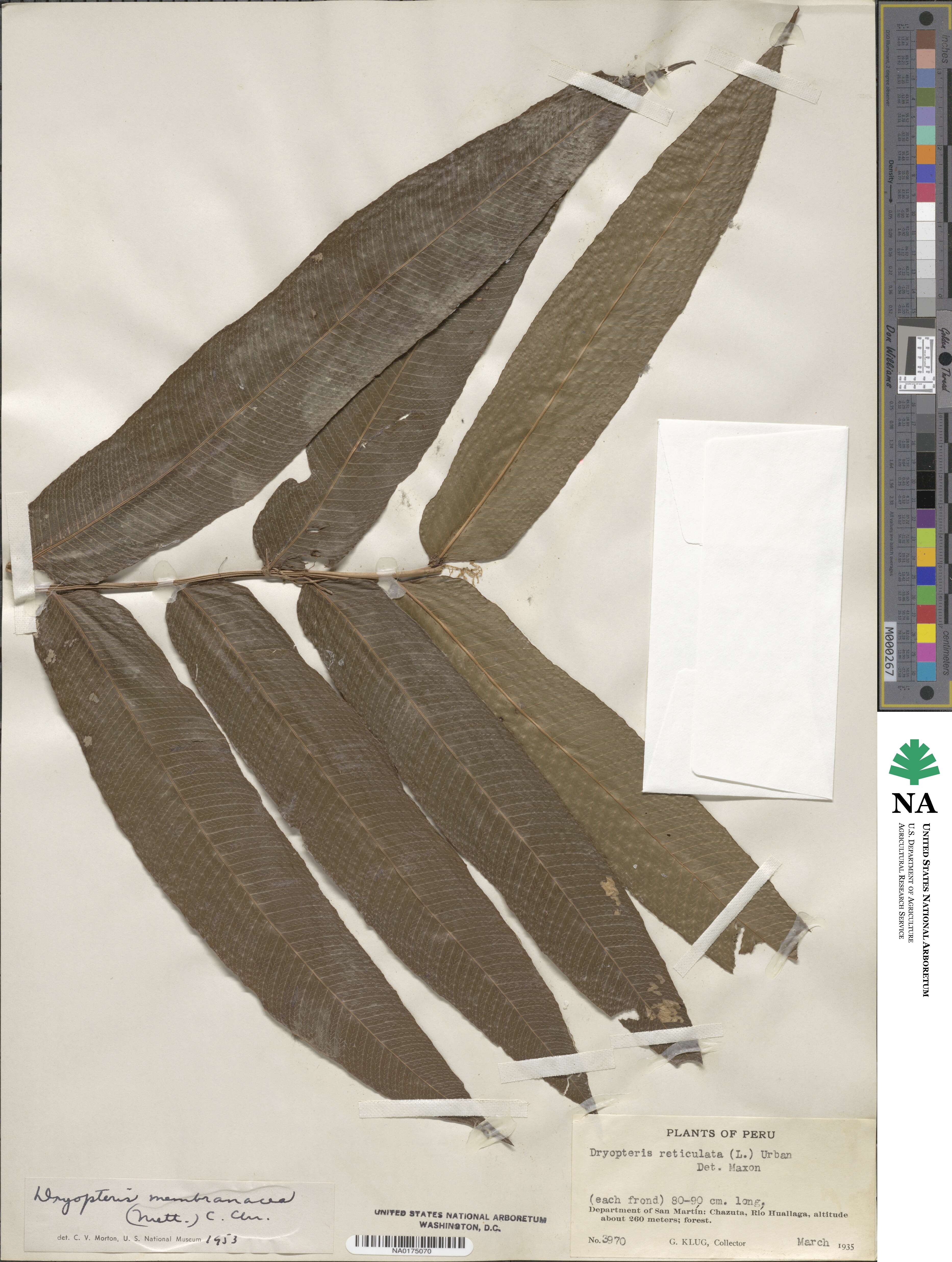 Meniscium membranaceum image