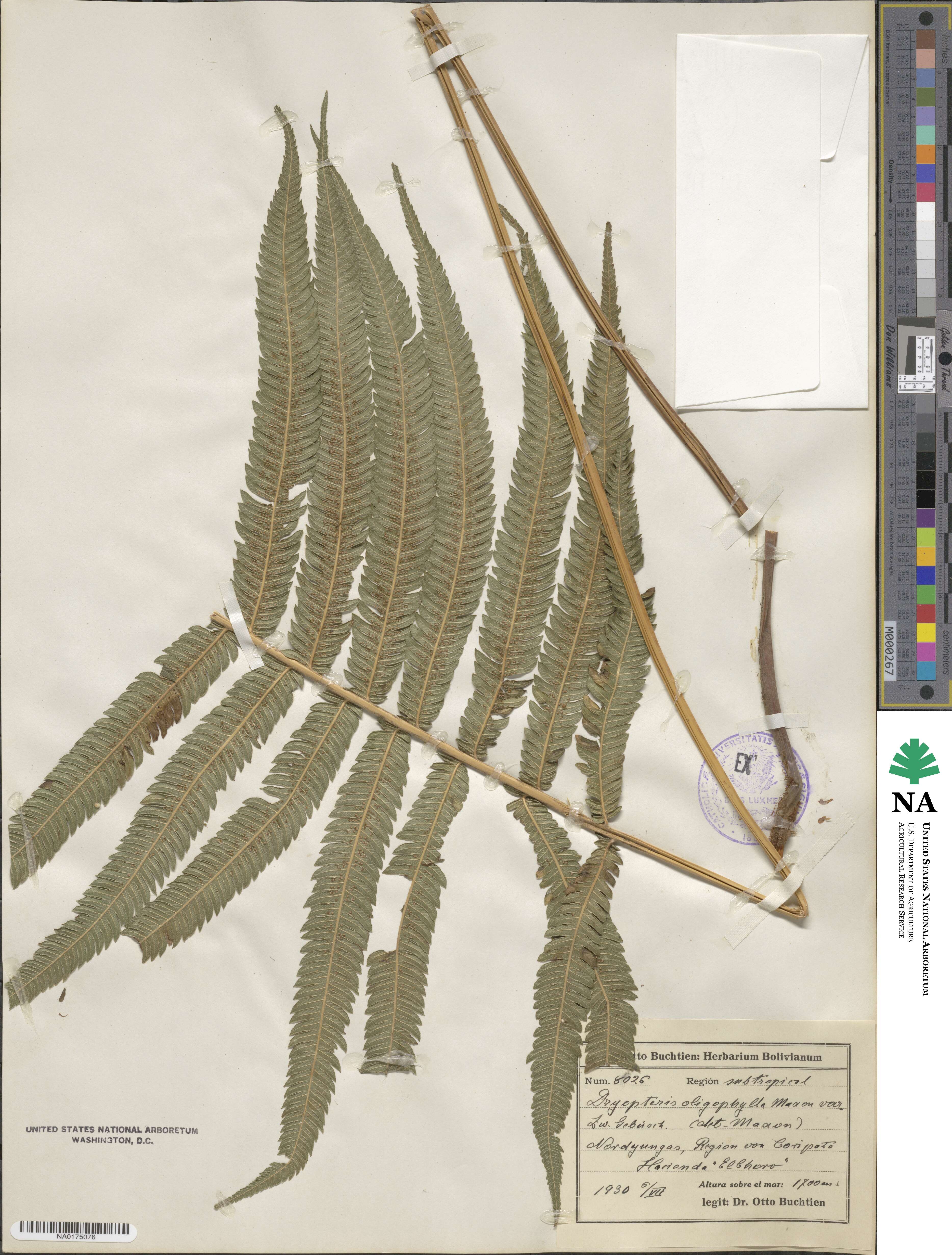 Christella invisa image