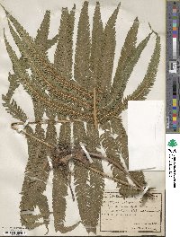 Christella invisa image