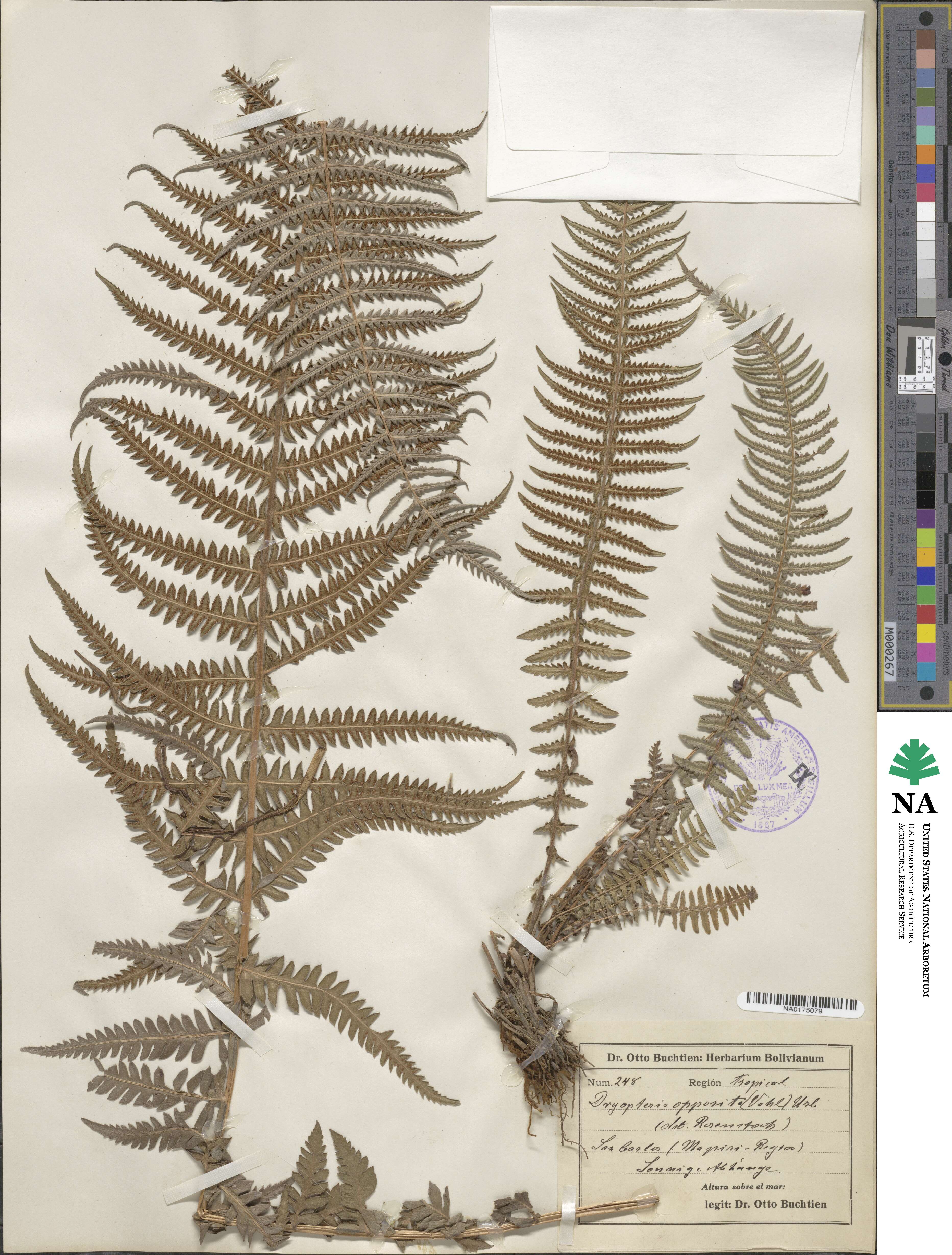 Amauropelta opposita image