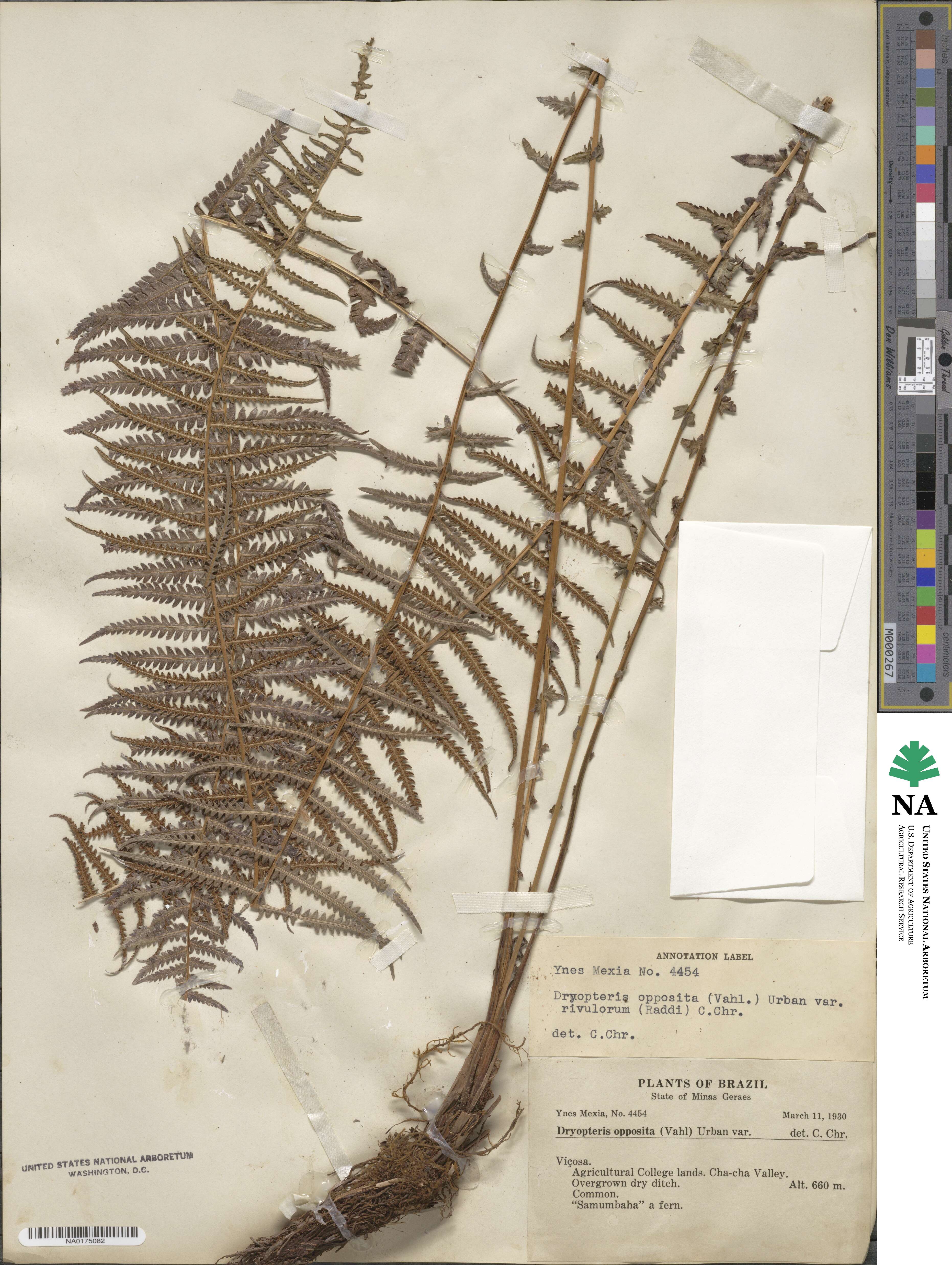 Amauropelta opposita image