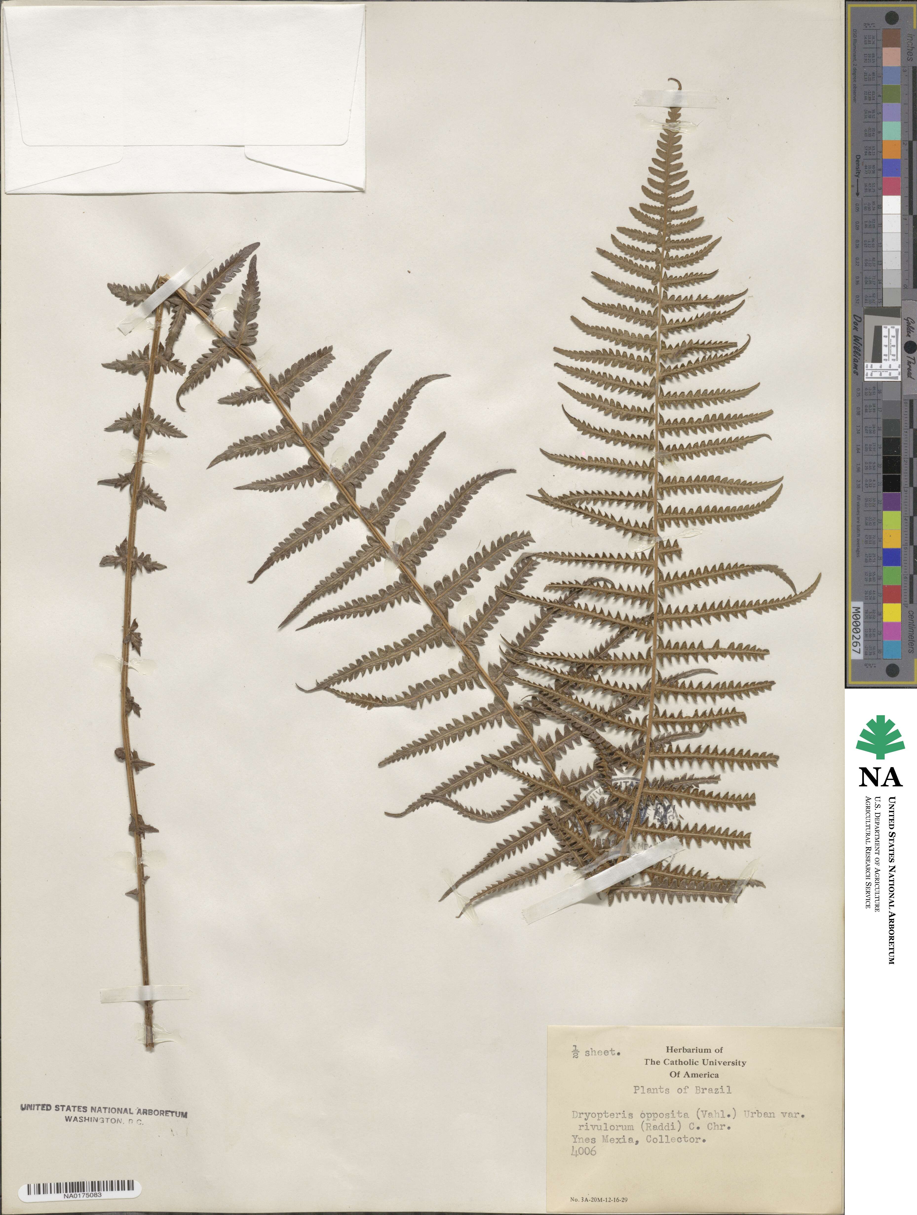 Amauropelta opposita image