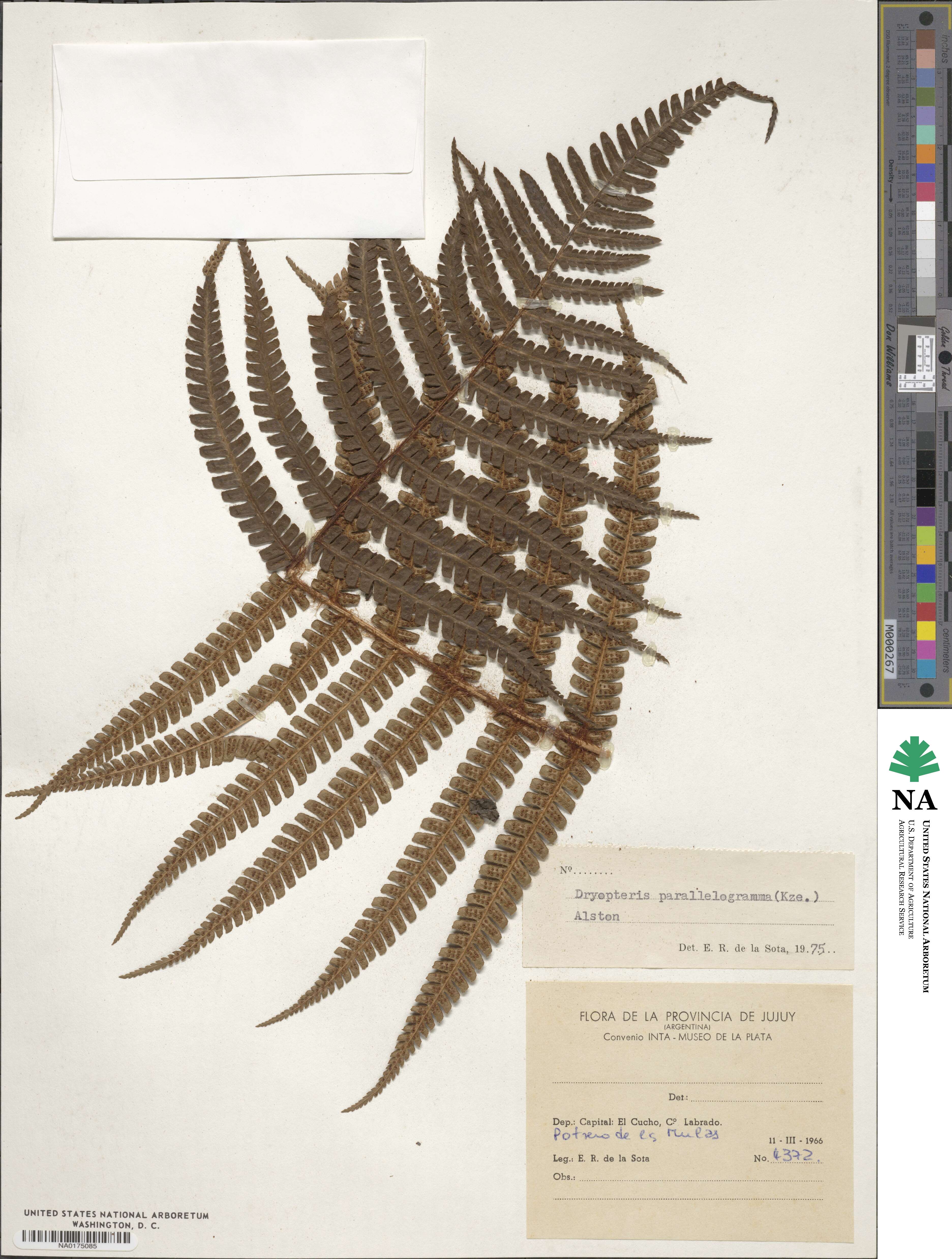 Dryopteris wallichiana subsp. wallichiana image