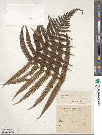 Dryopteris wallichiana subsp. wallichiana image