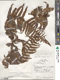 Dryopteris wallichiana subsp. wallichiana image