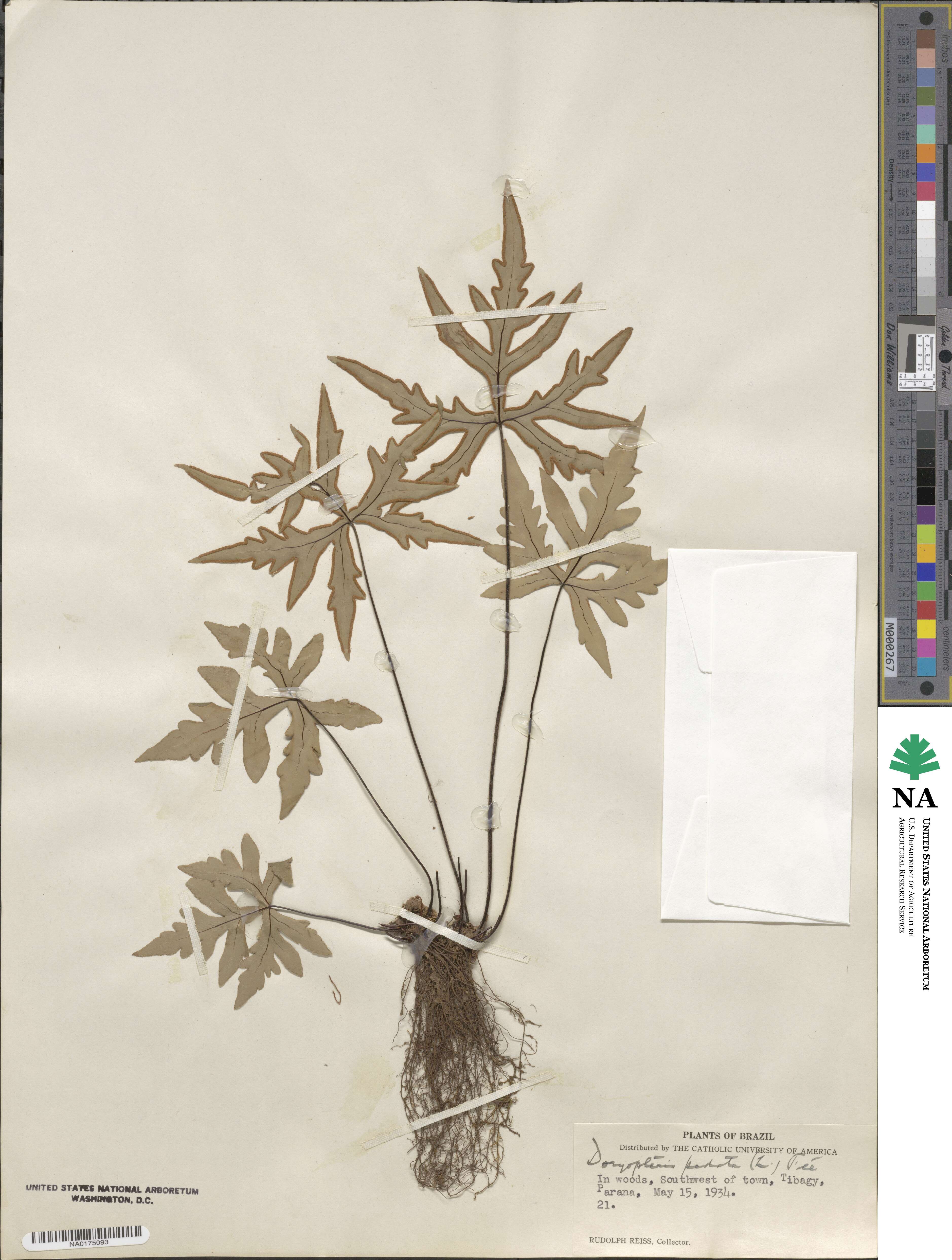 Doryopteris pedata image