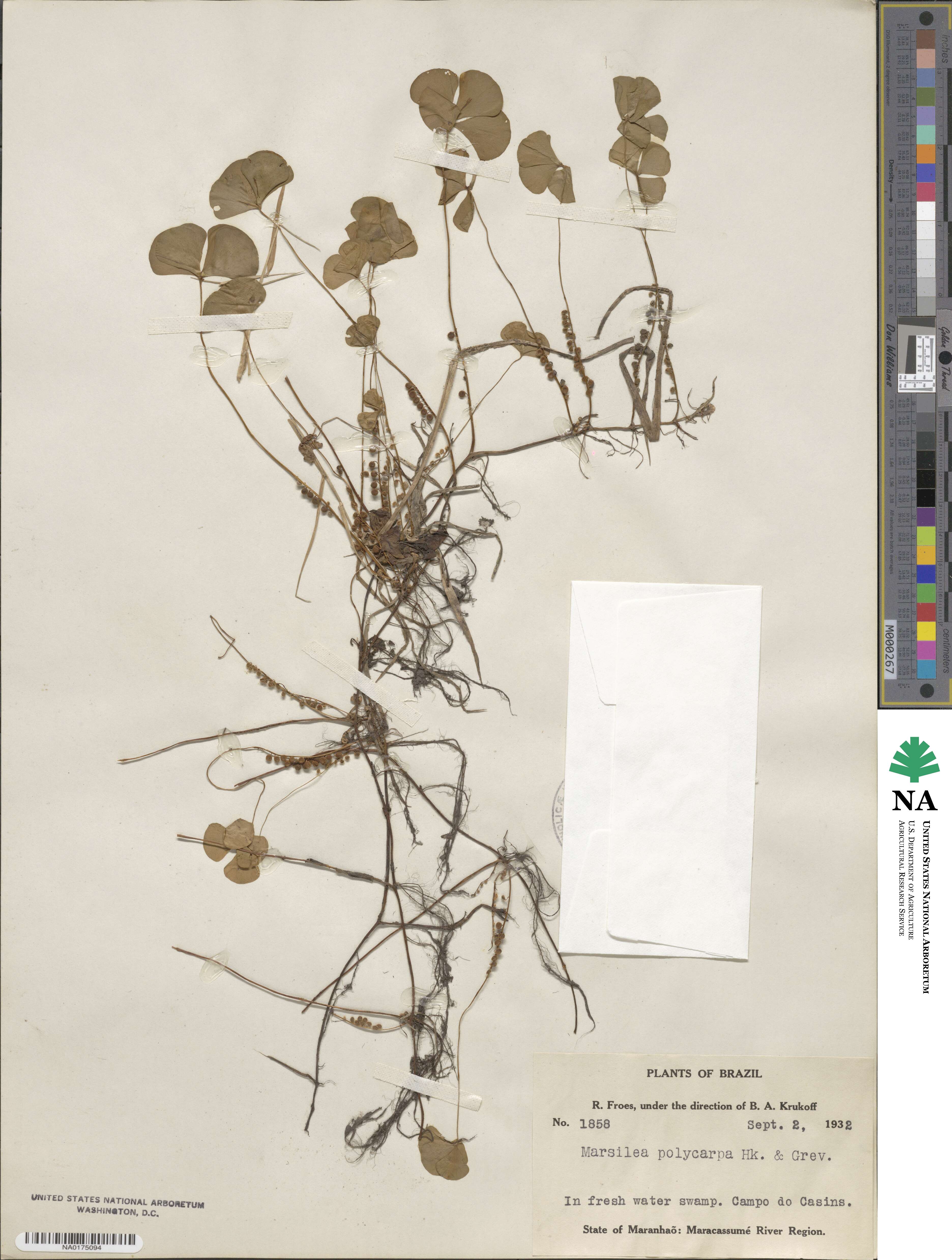 Marsilea polycarpa image