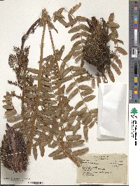 Osmunda regalis image