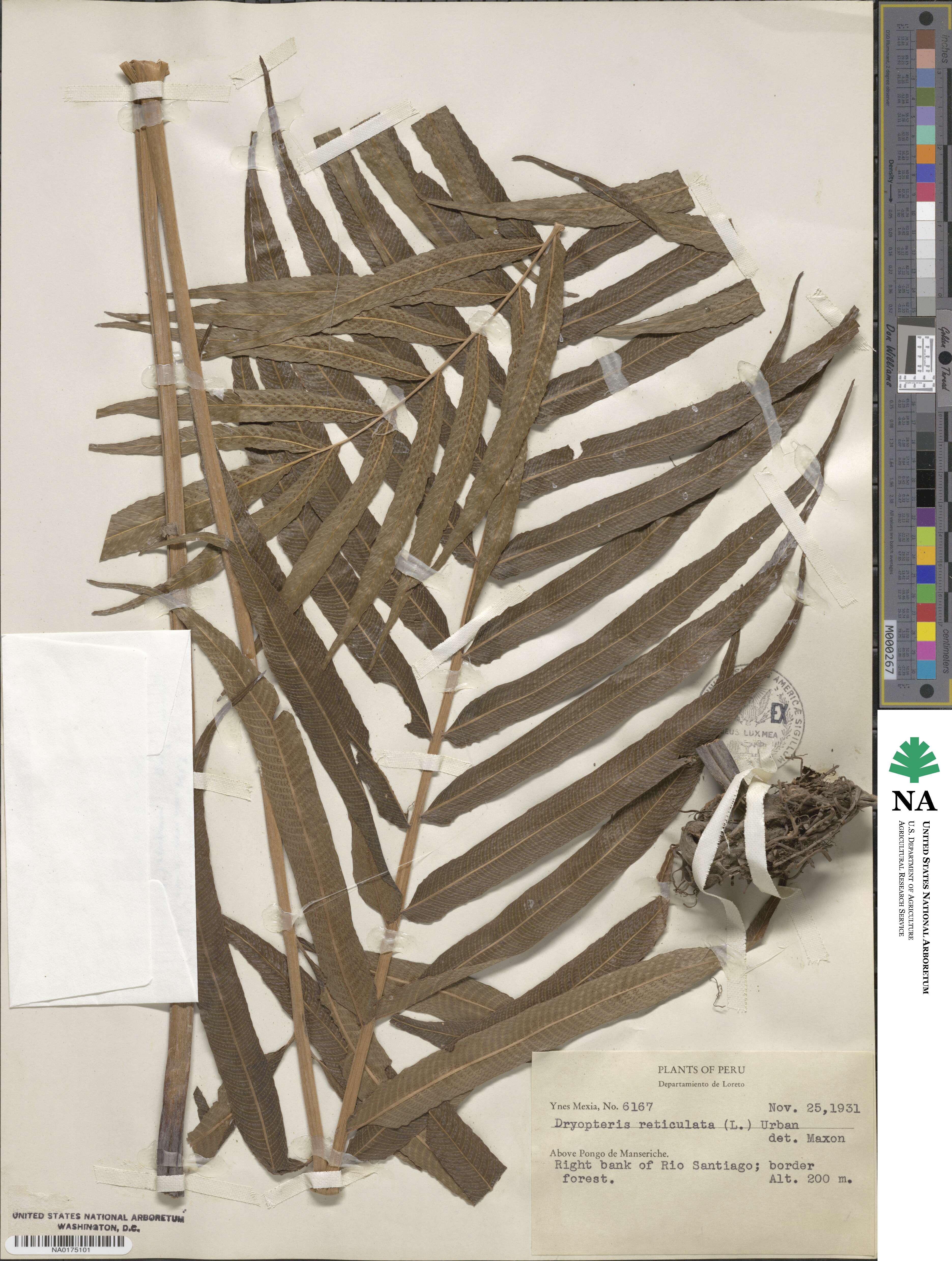 Meniscium reticulatum image