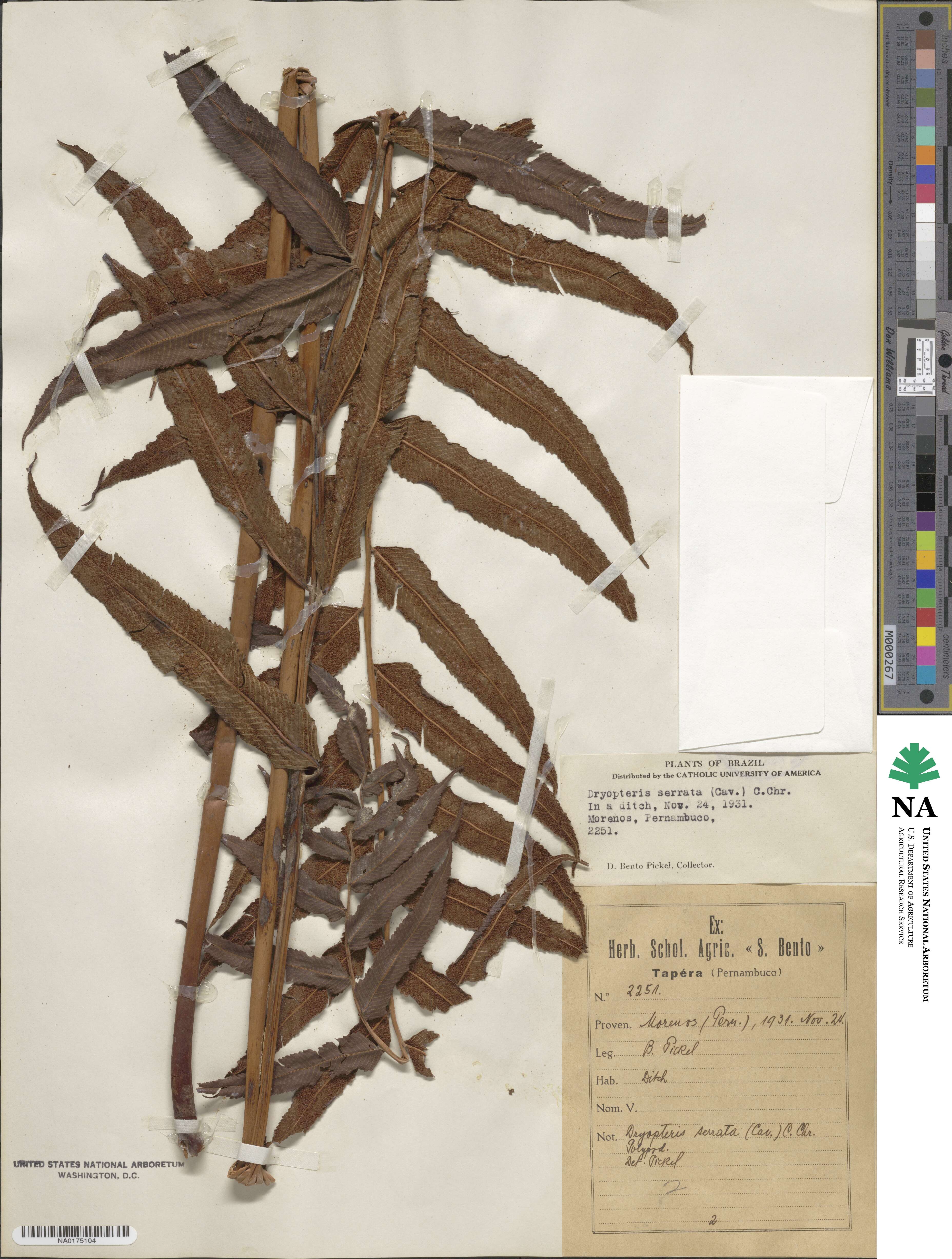 Meniscium serratum image