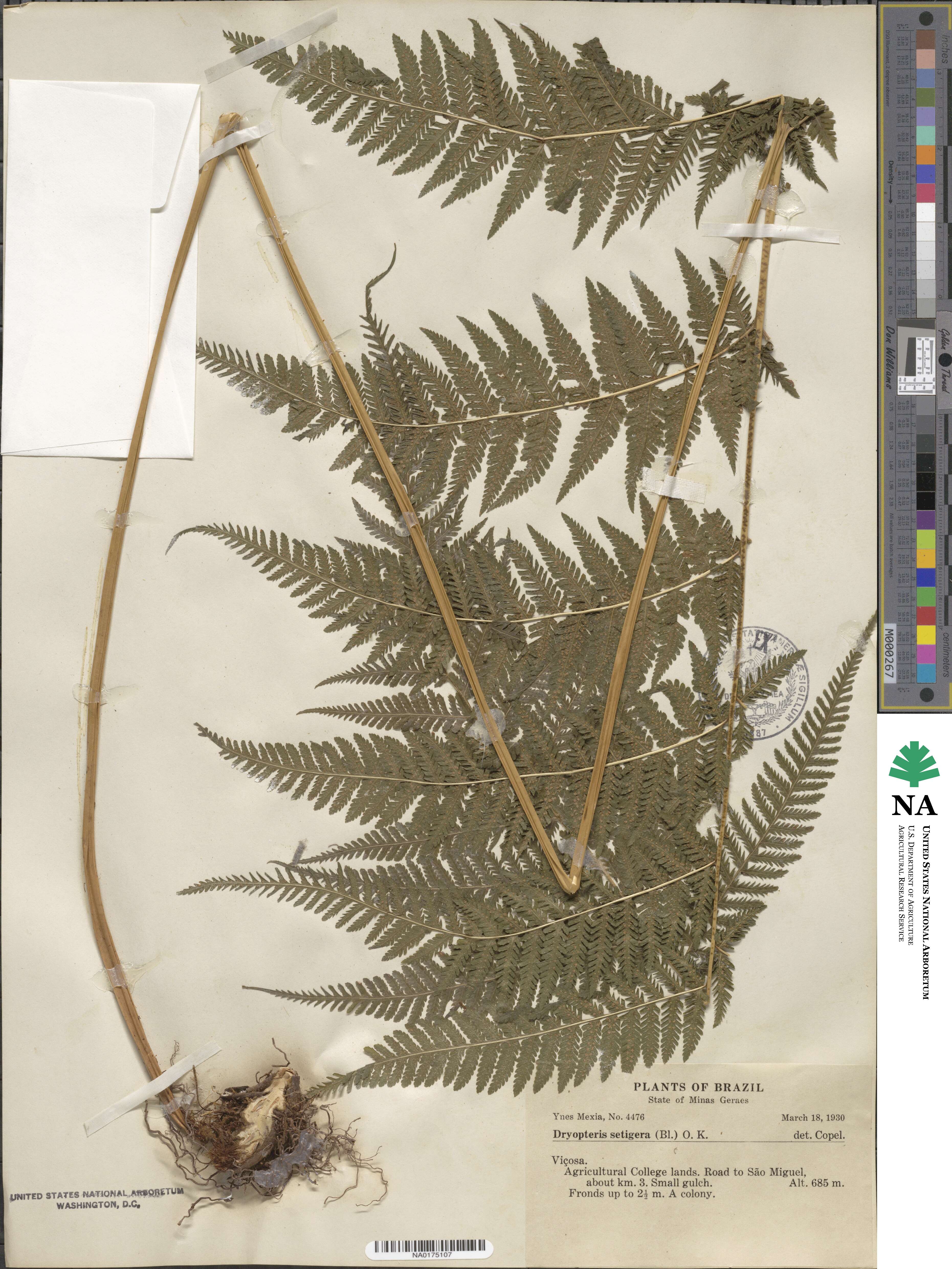 Macrothelypteris torresiana image