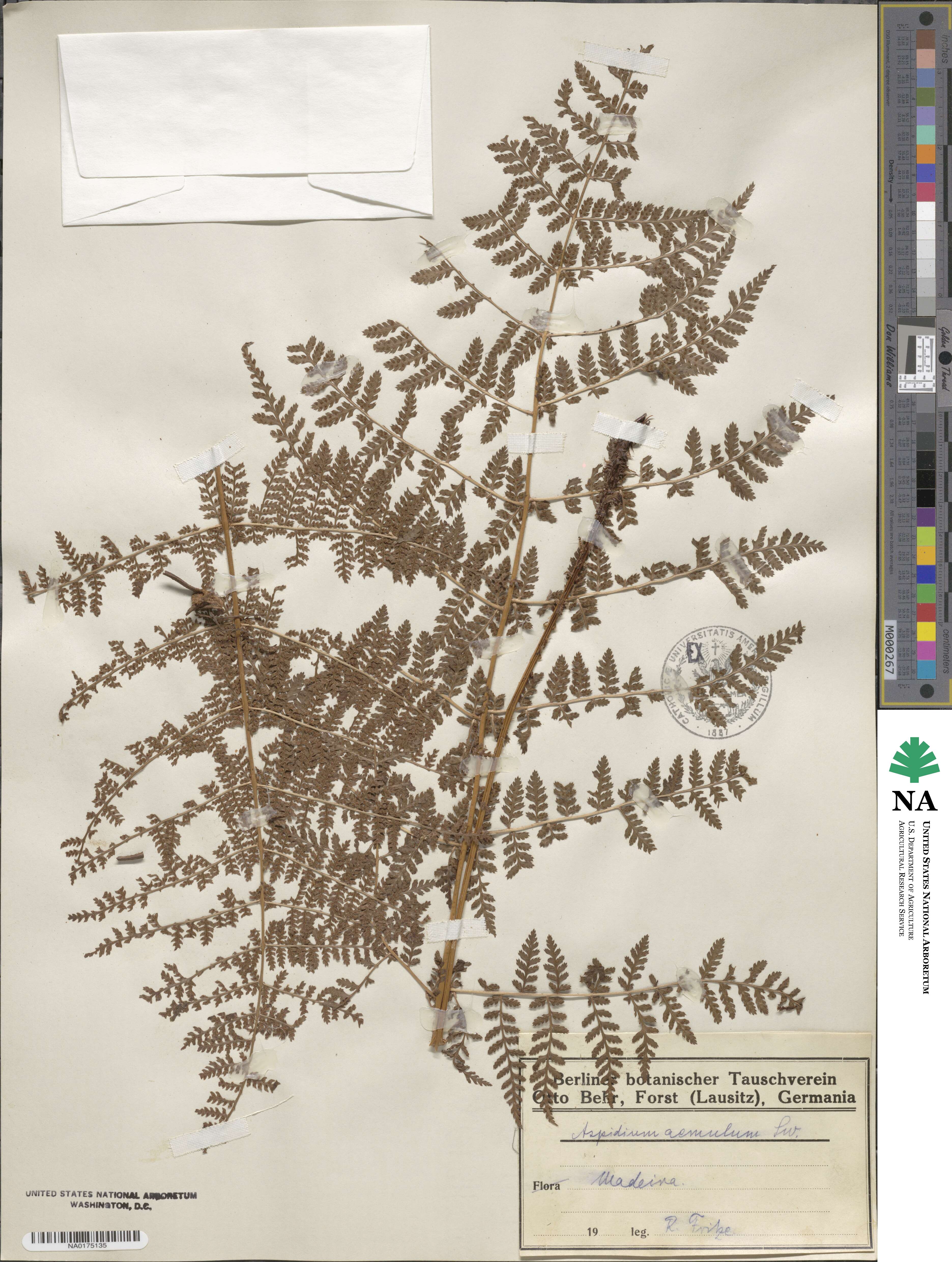 Dryopteris aemula image