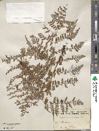 Dryopteris aemula image