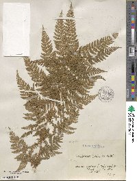 Dryopteris dilatata subsp. dilatata image