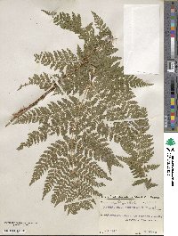 Dryopteris dilatata image