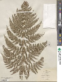 Dryopteris dilatata image