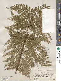 Dryopteris dilatata subsp. dilatata image