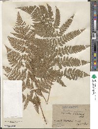 Dryopteris dilatata subsp. dilatata image