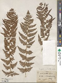 Dryopteris cristata image