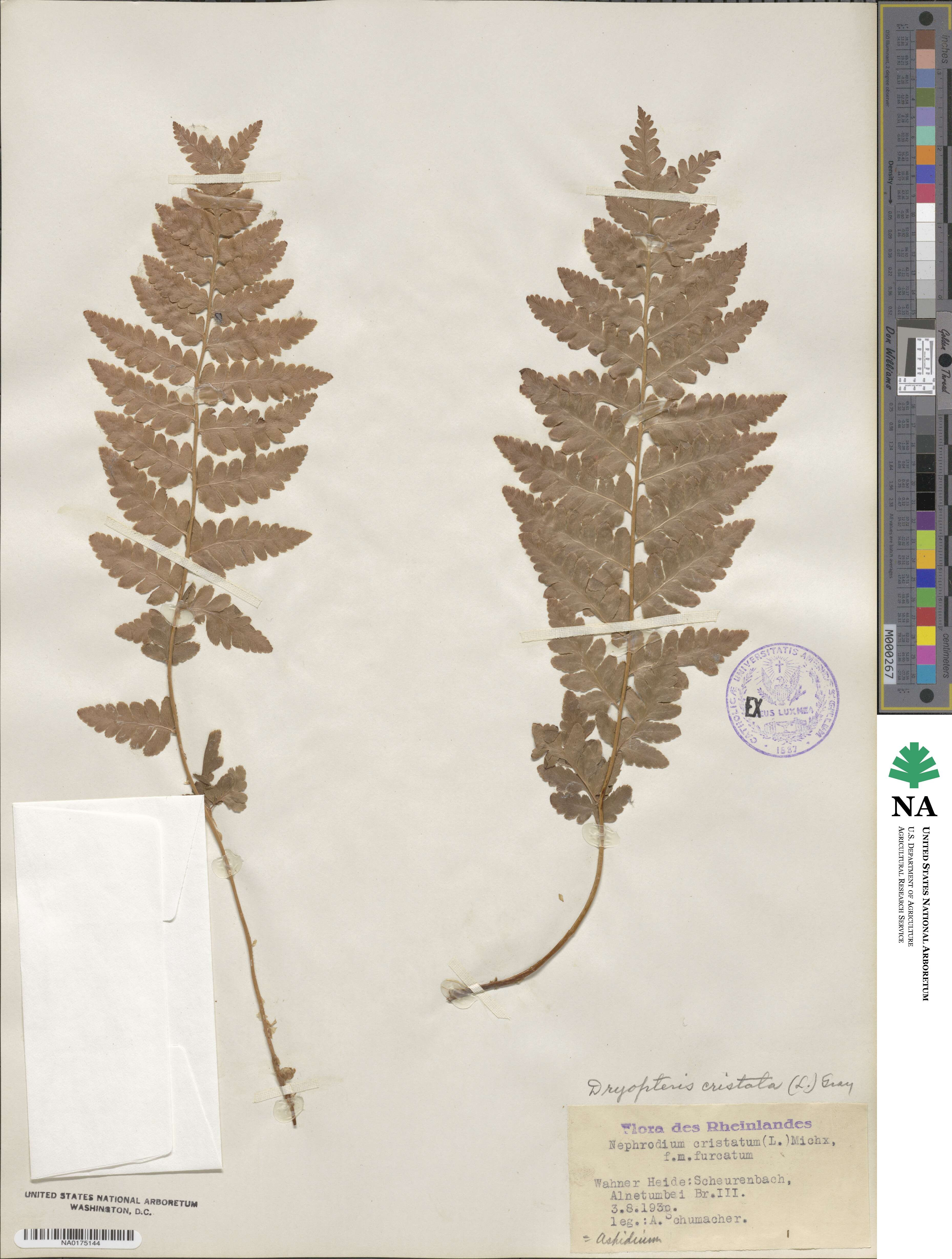 Dryopteris cristata image