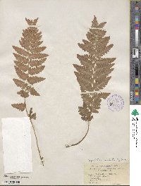 Dryopteris cristata image