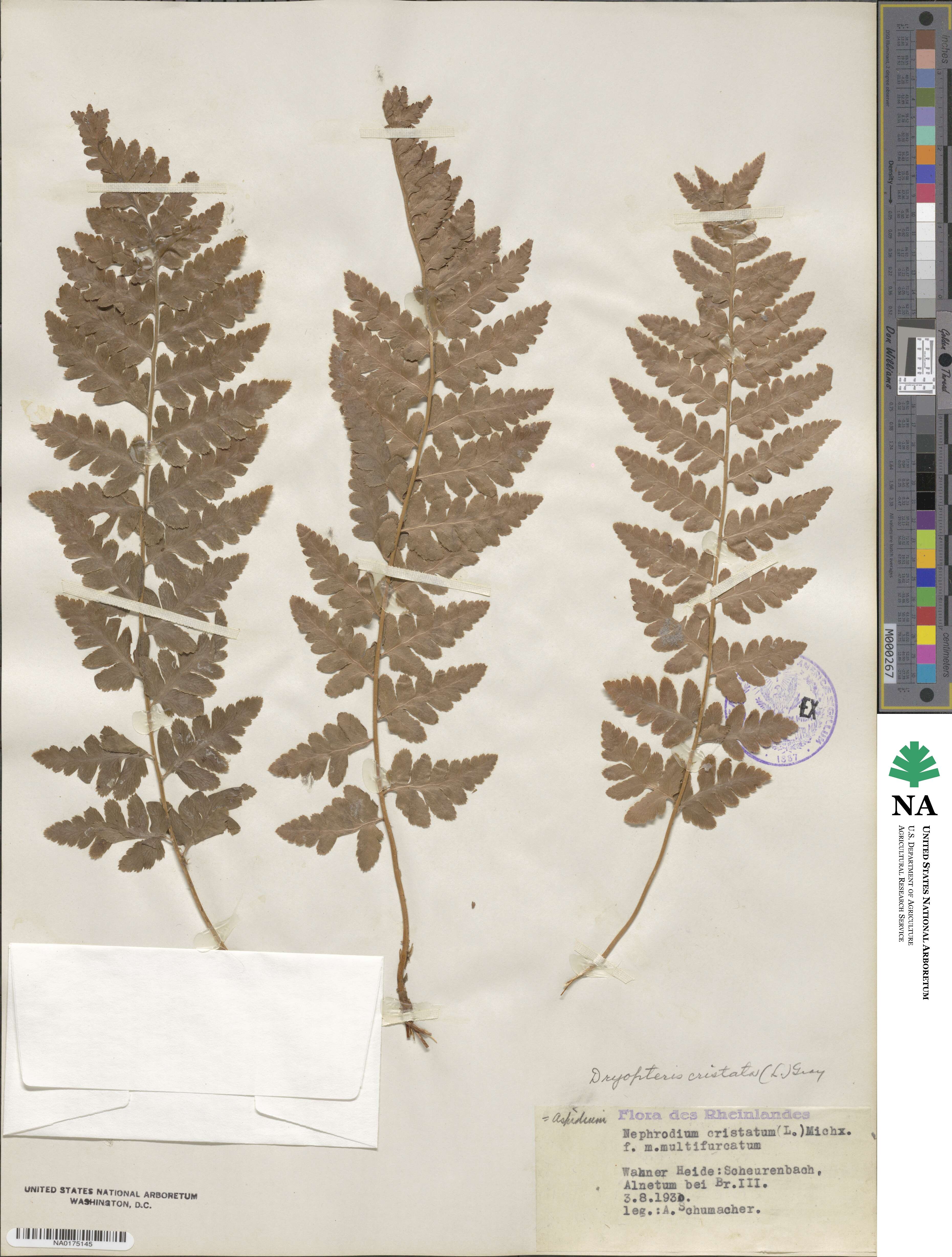 Dryopteris cristata image