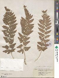 Dryopteris cristata image