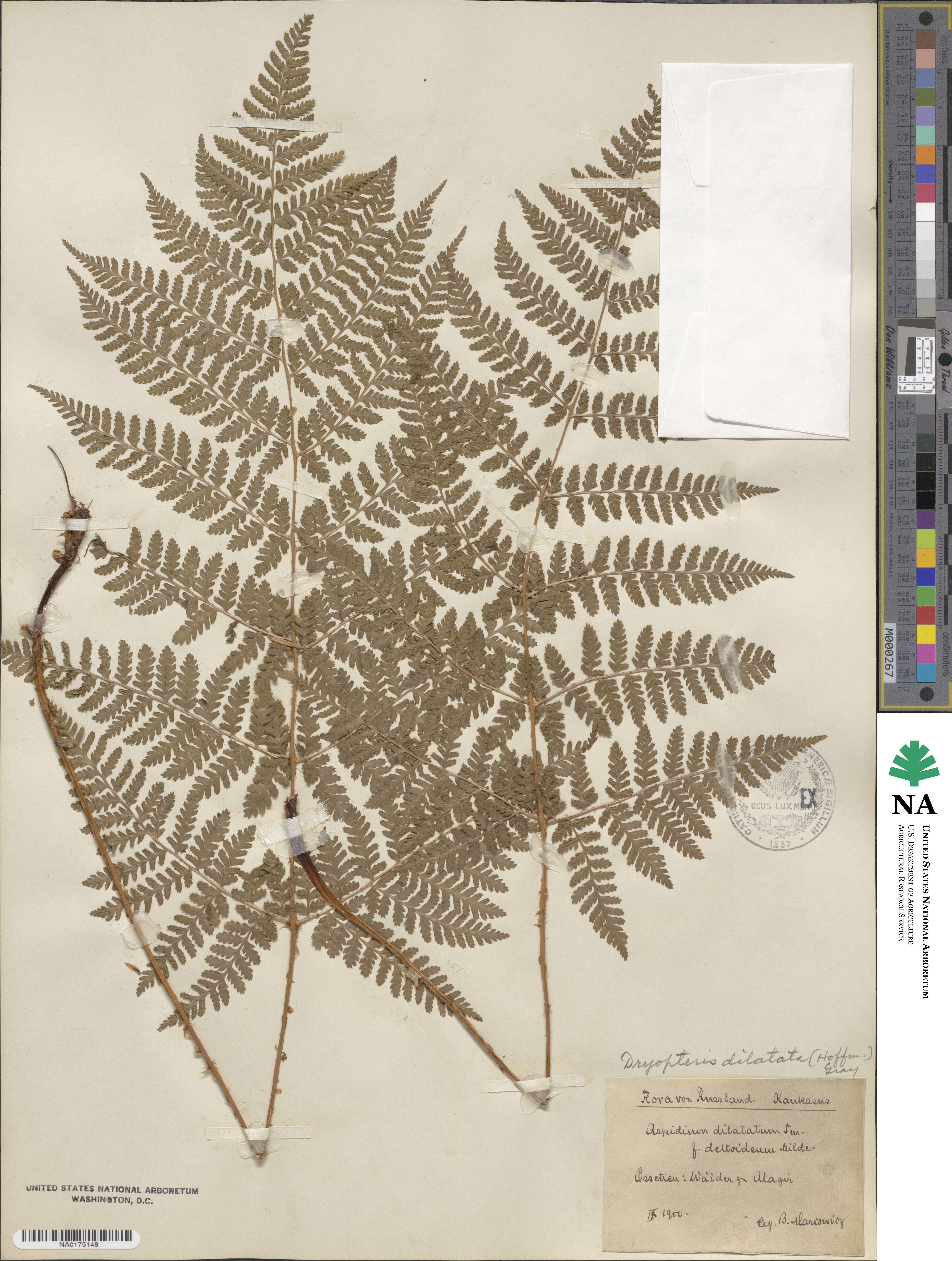 Dryopteris dilatata subsp. dilatata image