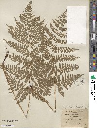 Dryopteris dilatata subsp. dilatata image