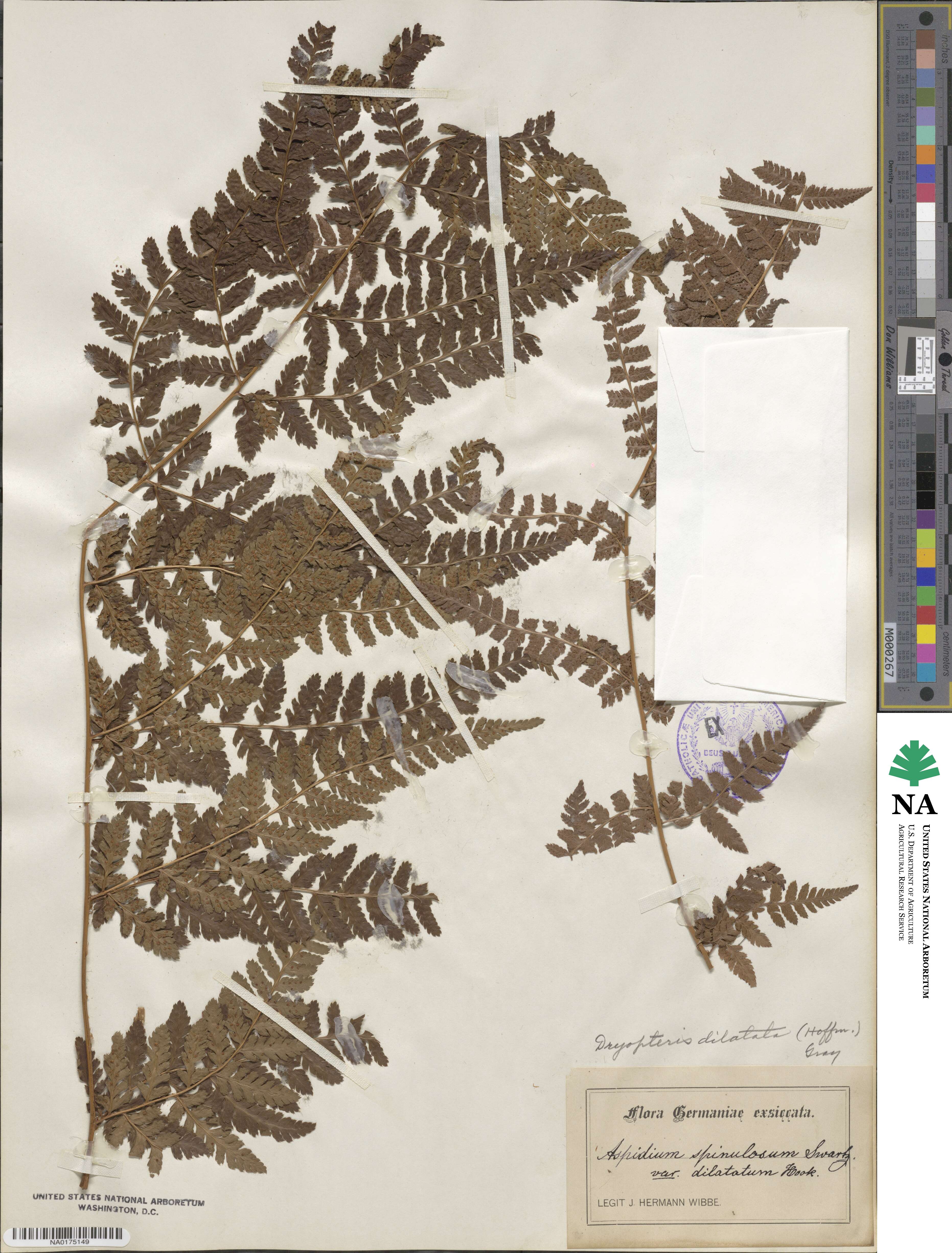 Dryopteris dilatata subsp. dilatata image