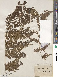 Dryopteris dilatata image