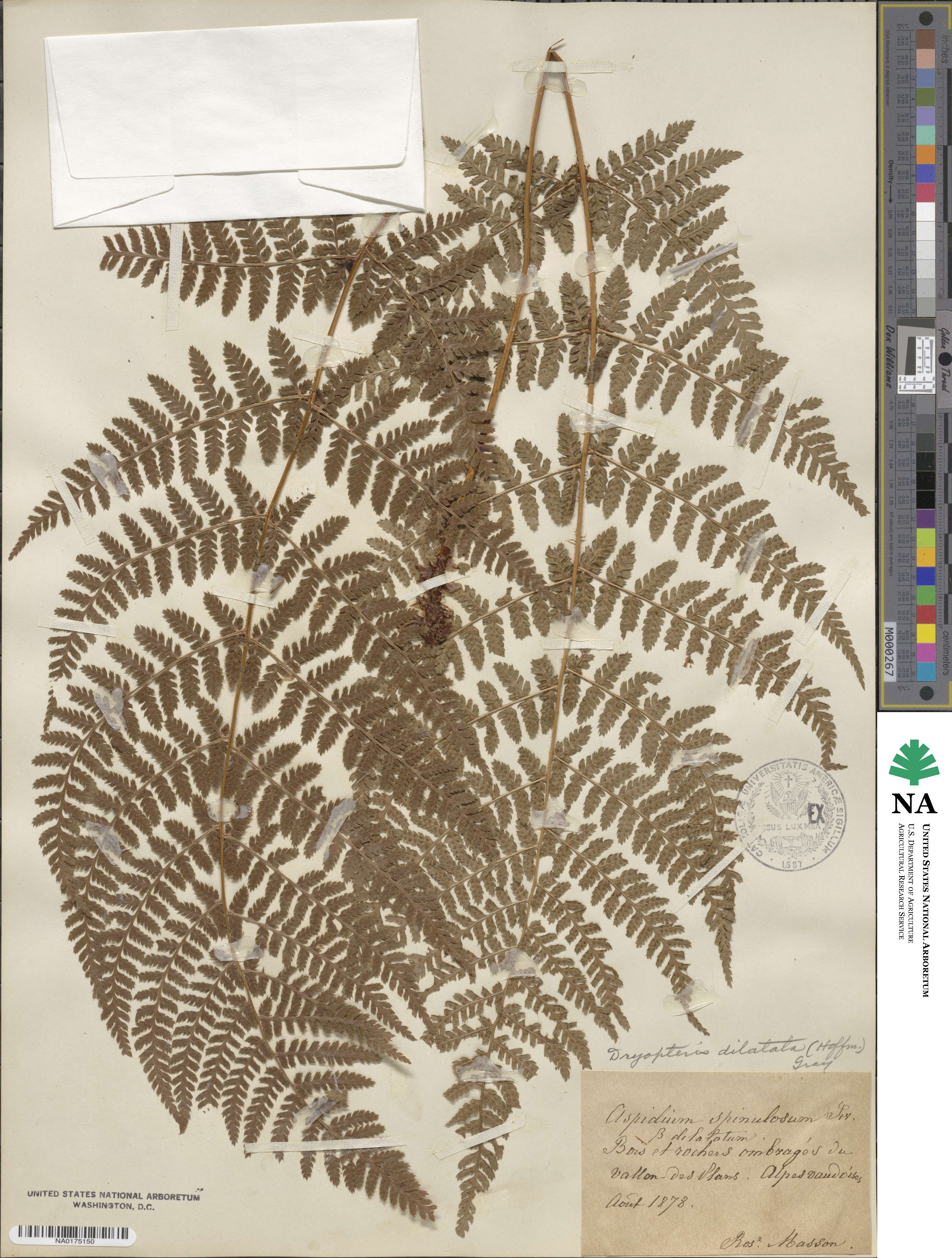 Dryopteris dilatata subsp. dilatata image