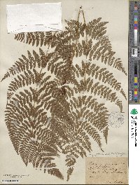 Dryopteris dilatata subsp. dilatata image